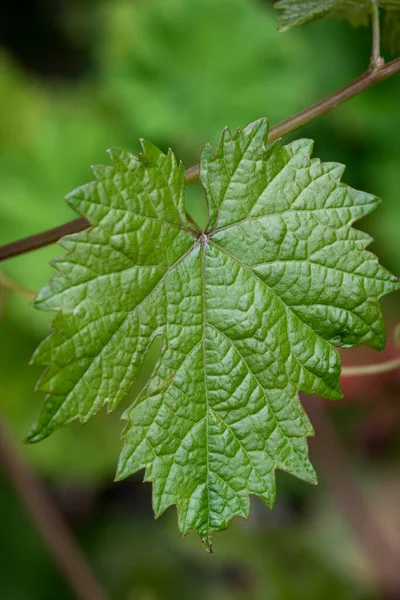 Świeże Zielone Liście Winogron Zbliżenie — Zdjęcie stockowe