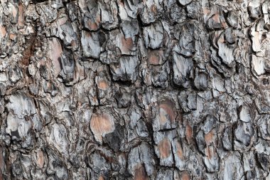 Doğal ağaç gövdesi kabuğu yüzeyi. Arkaplan ve doku.