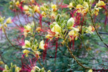 Erythrostemon gilliesii (Cennet Kuşu) çiçekleri. Legume ailesi çalılığı.