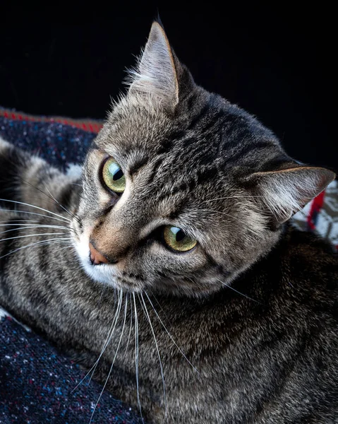 Gato Bonito Tabby Seu Cobertor Retrato Gato Mesa Close — Fotografia de Stock