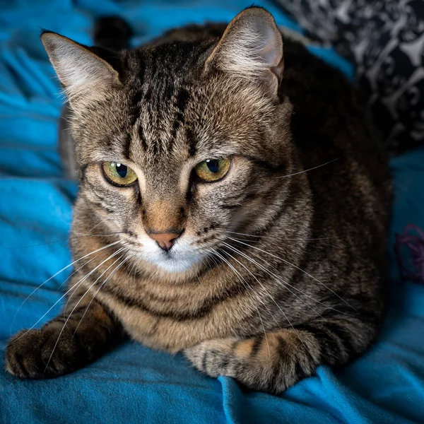 灰色の茶色のタビー猫の肖像画 ベッドの上に座っている女性のタビー猫の肖像 — ストック写真