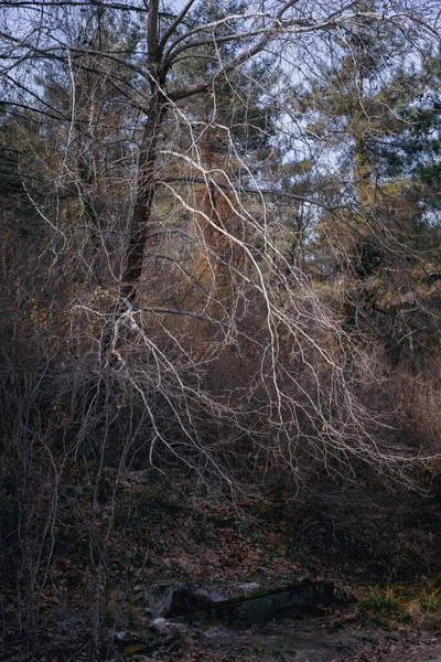 Odlistěné Stromy Jaře Stezce Lese Jarní Pohled Lesa — Stock fotografie