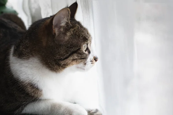 Gato Estimação Bonito Olhando Pela Janela Aproxima Cabeça Gato Senta — Fotografia de Stock
