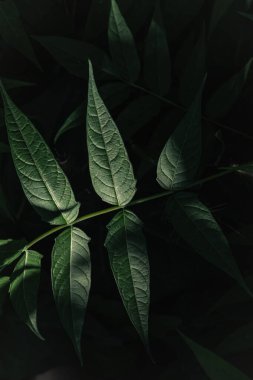 Bir Ailanthus Altissima (cennet ağacı, ailanthus, Ghetto Palm, kokuşmuş sumac, vernik ağacı veya Çin chouchun ağacı), bir Simaroubaceae bitkisi..