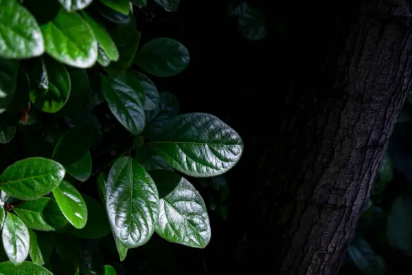 ラウルスティヌス Viburnum Tinus のクローズアップ緑の葉 — ストック写真
