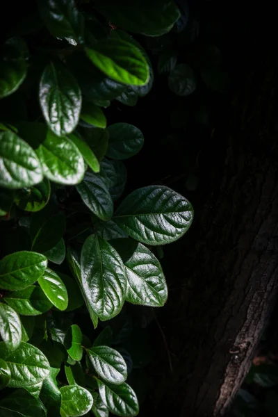 Közelkép Buja Zöld Levelek Egy Ailanthus Altissima Menny Ailanthus Gettó — Stock Fotó