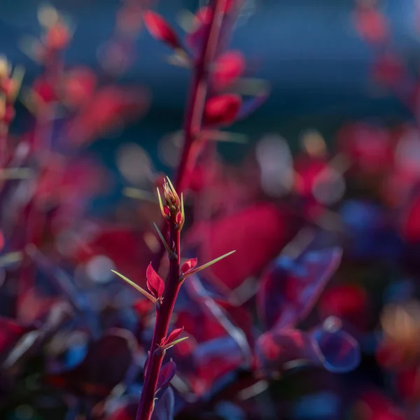 春にはツンベリーの茂み 赤の葉を持つトゥイグ バーバリー トゥンバーグ — ストック写真