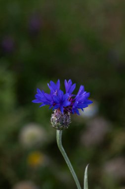 Centaurea depressa ya da Cyanus depresif.Bu türün doğal alanı Orta Asya ve W. Himalaya 'dır. Yıllık ve daha çok ılıman biyomda gelişir..
