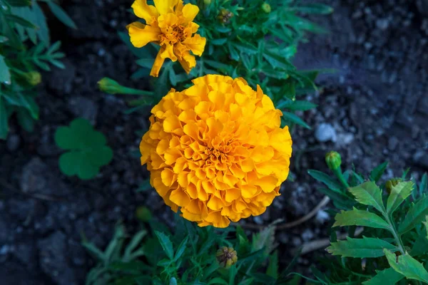 Tagetes Erecta Marigold Flower 橘红色菊花的特写 顶部视图 — 图库照片