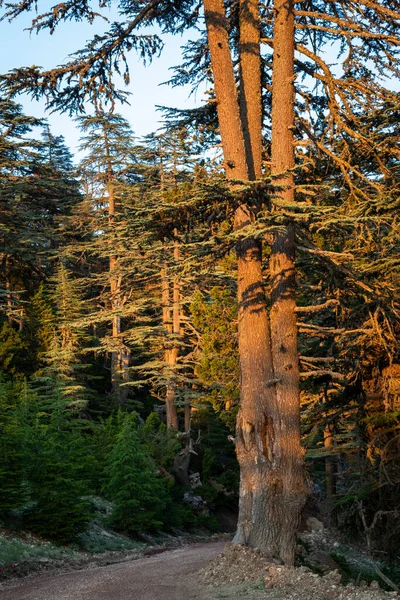 Σπάνια Και Απειλούμενα Κέδρος Του Λιβάνου Δέντρο Δάσος Στο Όρος — Φωτογραφία Αρχείου