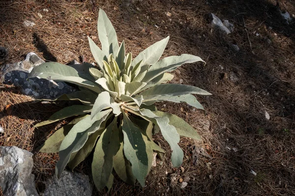 Turkey Mullein Verbascum Thapsus Tall Leafy Plant Native Europe Asia — Stock Photo, Image