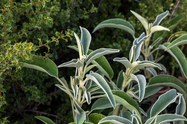 터키어 Mullein Verbascum Thapsus 아시아 자생하는 식물이다 식물은 과크고 가지고 — 스톡 사진