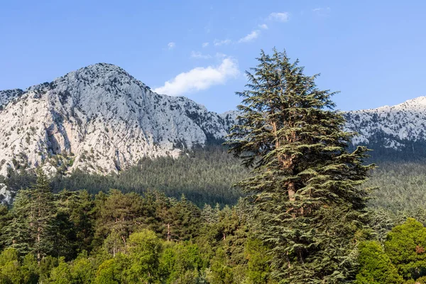 Rare and endangered Lebanese Cedar tree forest at the mountain. Antalya, Turkey.