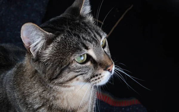 Портрет Таббі Кішки Крупним Планом — стокове фото