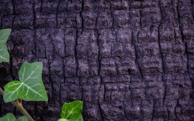 Ağaç kabuğu deseni ağaçtan pürüzsüz dokudur. Ağaç gövdesinde sarmaşık yetişen ağaç kabuğu deseni.