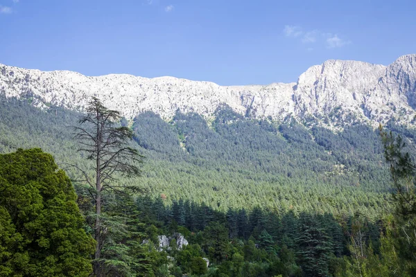 Dağda nadir ve nesli tükenmekte olan Lübnan sedir ağacı ormanı. Antalya, Türkiye.