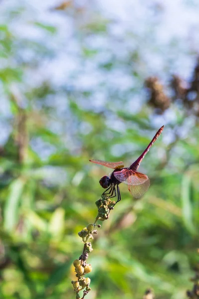 Purpurroter Sumpfsegler Nahaufnahme Einer Roten Libelle Auf Einem Grasstamm — Stockfoto