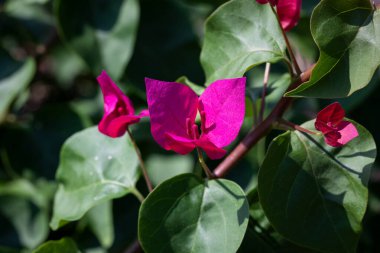 Taze Pembe Bougainvillea Çiçekleri veya Kağıt Çiçekleri