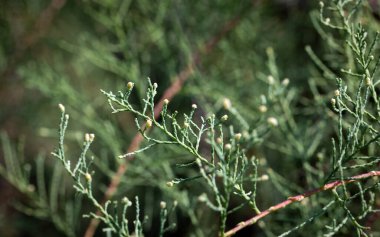 Exocarpos Cupressiforis. Bilinen Vişne Yerlisi Exocarpos cupressiforis Santalaceae. Avustralya 'ya özgü bir tür..