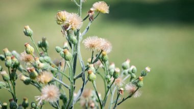 Erigeron bonariensis, Erigerongiller (Cervidae) familyasından tropik bölgede yaşayan bir bitki türü.. 