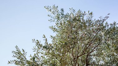 Mavi gökyüzüne karşı zeytin dalları. Mavi gökyüzüne karşı yeşil zeytin ağacı. Aşağıdan görüntüle.