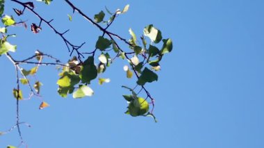Ağaç Yaprakları Rüzgarda Esiyor İlkbaharda Mavi Gökyüzü Rüzgarlı Günü