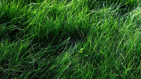 Green grass texture background. Green grass background. Green grass texture.