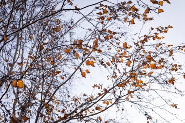 Sonbahar ormanındaki bir ağacın dallarında sarı yapraklar..