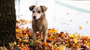 Jack Russell Terrier soğuk yağmurlu bir günde yürüyor