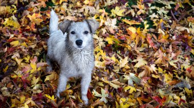 Sonbahar yapraklarındaki şirin köpek. Köpeğe odaklan..