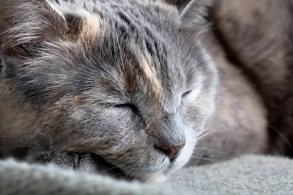 Kanepede uyuyan sevimli kedi manzarası.