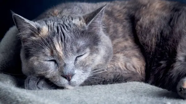 Portrait of a sleeping cat on a gray blanket close-up