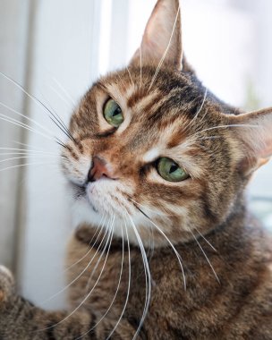 Kameraya bakan yeşil gözlü bir tekir kedinin portresi