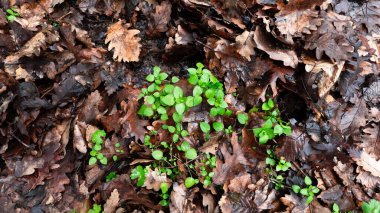 Genç yeşil filizler kuru meşe yapraklarının yoğun tabakasıyla çevrili olarak yerden çıkar. Filizler canlı ve taze, meşe yapraklarının kahverengi, buruşuk dokusuyla çelişiyor.. 