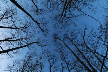 Mavi gökyüzüne karşı çıplak ağaç dalları silueti
