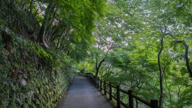 Japonya 'nın Kyoto kentindeki yemyeşil alanda sessiz bir orman yolu esiyor.. 
