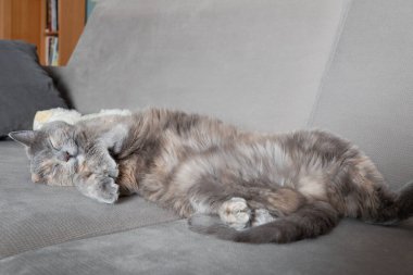 Gri bir kanepede huzur içinde uyuyan tüylü gri bir kedi. Kedi patileri kıvrılmış, tamamen rahat ve hoşnut bir şekilde yan yatmaktadır. Sıcak ve huzurlu ev atmosferi.
