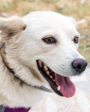 Parlak kahverengi gözlü, ağzı açık ve dili dışarıda mutlu beyaz bir köpeğin yakın plan portresi. Köpek tasma takıyor ve dışarıda neşeli görünüyor..