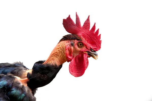 裸の首の雄鶏隔離された密室の靴下の写真 黒い羽毛の赤い雄鶏 白い背景の赤い雄鶏 — ストック写真