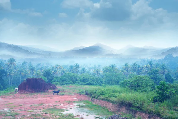 Beautiful monsoon landscape photography with the beautiful weather, Cattle graze on lush green hillsides during monsoons with Smoky Mountains and coconut groves in the background