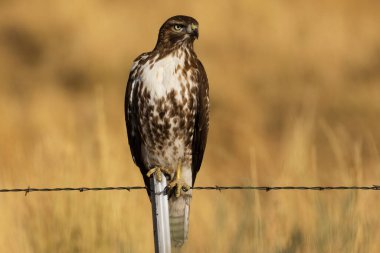 Juvenile Red Tailed Hawk (Buteo jamaicensis), ABD 'nin Kaliforniya eyaletindeki Lassen County' de bir çitin tepesine tünedi..