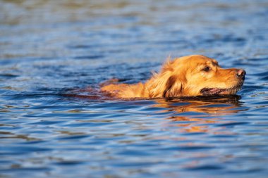 Golden retriever gölette yüzüyor..