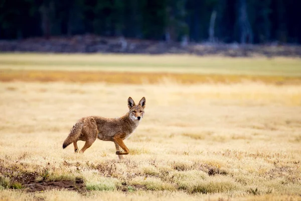 Genç çakal (Canis latrans) açık bir alanda. McCoy Flat Reservoir. Lassen County California, Usa.
