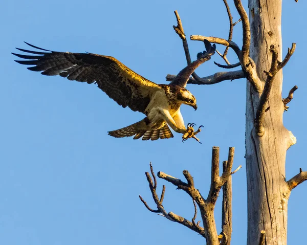 Osprey Pandion Haliaetus Aterrissando Uma Árvore Morta Lago Antelope Condado — Fotografia de Stock