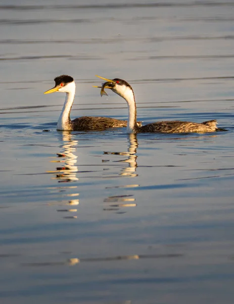 Kartal Gölü 'nde bir çift batılı yunus. Lassen County California, ABD. Kuşlardan biri Tui Chub 'u yeni yakalamış..