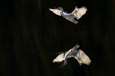 Great Egret (Ardea alba) Plumas County California 'da Almanor Gölü' nden kalkıyor ve suya yansıyor..