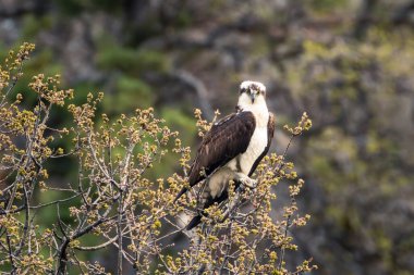 Osprey, Baum ve Crystal Lakes arasındaki kameraya bakıyor. Shasta County, Kaliforniya, ABD.