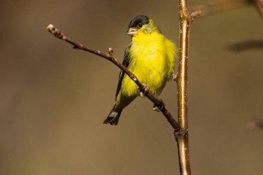 Yetişkin Erkek Küçük Saka (Spinus Psaltria) bir ağaçta - Lassen County California, ABD