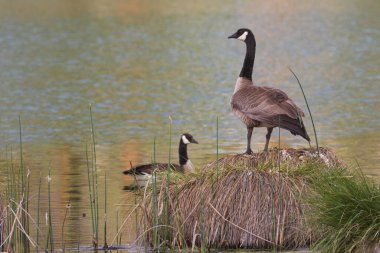 Shasta County California 'da Kristal Göl kıyısında bulunan Kanada Kazları (Branta canadensis) çifti..,