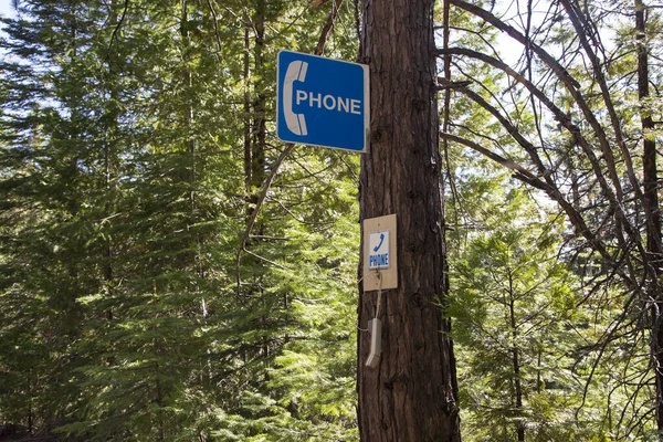 Orman yolundaki eski telefon sinyalleri ve tuhaf işaretleri olan bir ağaca asılmış resmi bir telefon işareti..